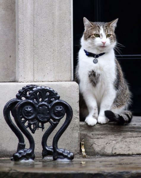 Larry the Cat on the doorstep of 10 Downing Street, Chief Mouser to the Cabinet Office.
